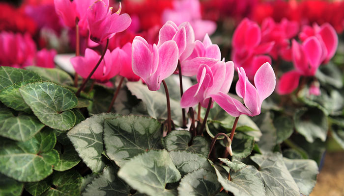 仙客来花语 仙客来花语是什么