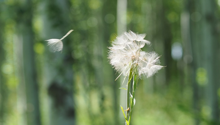 蒲公英花语 蒲公英花语是什么