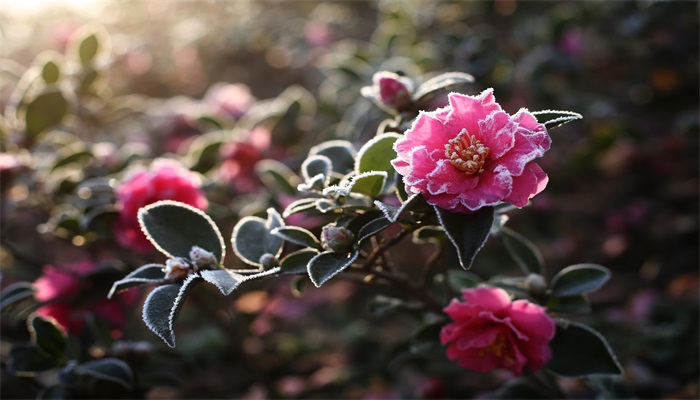 茶花施什么肥最好 茶花施什么肥