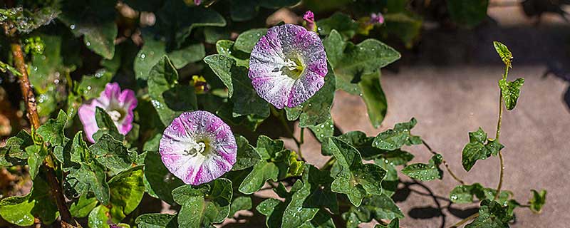 牵牛花有哪些特点 牵牛花的特点