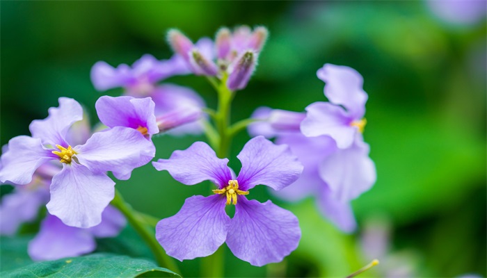 常见四瓣花有哪些 常见的四瓣花