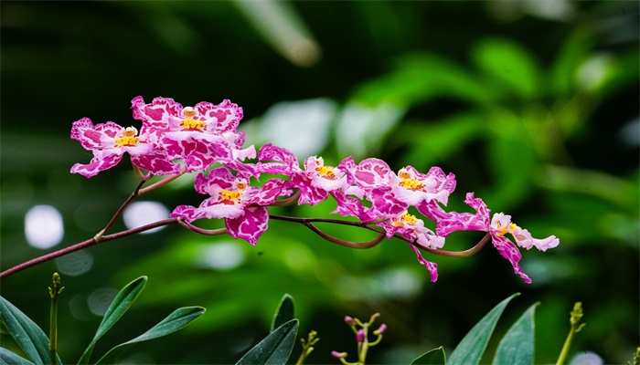 五月开的花有哪些 哪些花五月开放