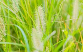 绿叶植物可以用啤酒喷叶么 绿叶植物可以喷啤酒吗