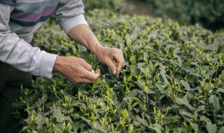 刚采的茶叶能直接泡吗 刚采下来的茶叶能泡吗