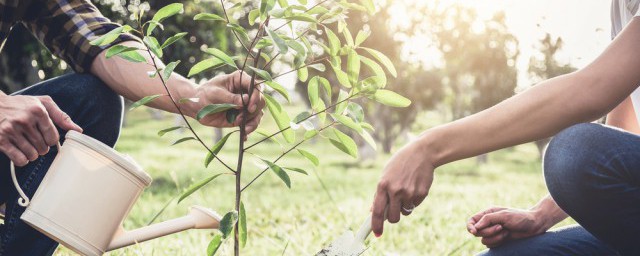 室内高植物有哪些 有哪些室内高植物