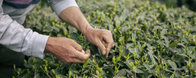 南京室外植物墙有哪些 南京室外植物墙一般可以种哪些