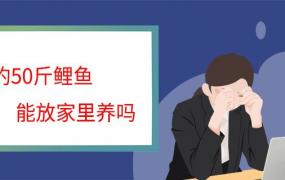 野钓50斤鲤鱼能放家里养吗 野钓50斤鲤鱼能不能放家里养