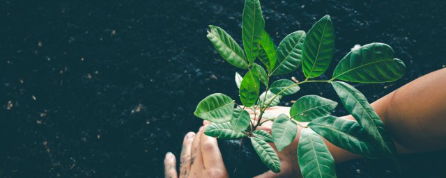 人参果树种植方法用把正头剪掉吗 人参果树如何种植是用把正头剪掉