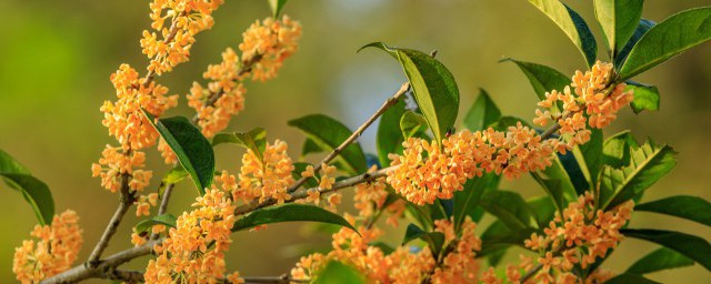 新鲜桂花怎么做香包 鲜桂花如何做香包