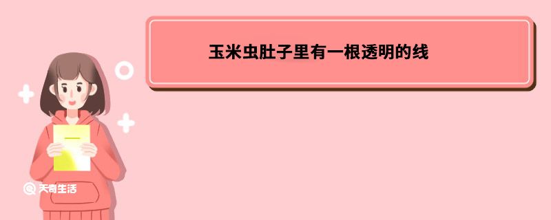 玉米虫肚子里有一根透明的线