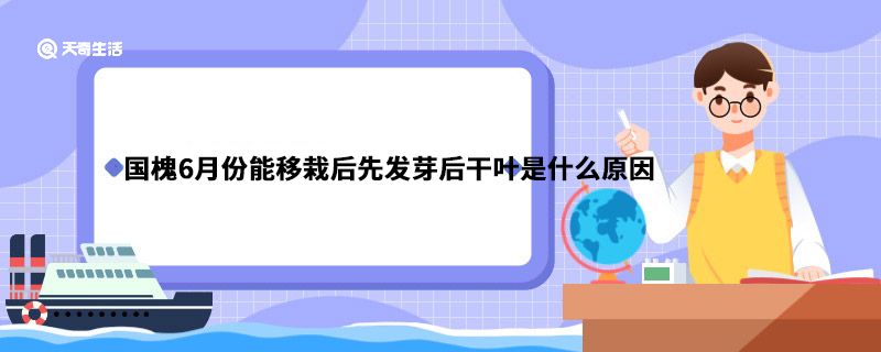 国槐6月份能移栽后先发芽后干叶是什么原因