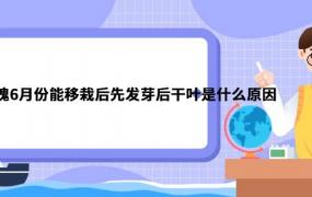 国槐6月份能移栽后先发芽后干叶是什么原因 国槐6月份能移栽后先发芽后干叶是啥原因