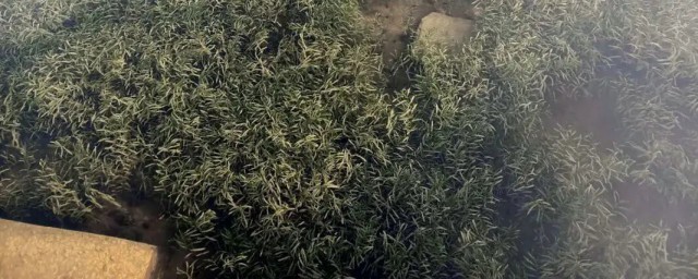 麦黄草人工种植方法 麦黄草如何人工种植