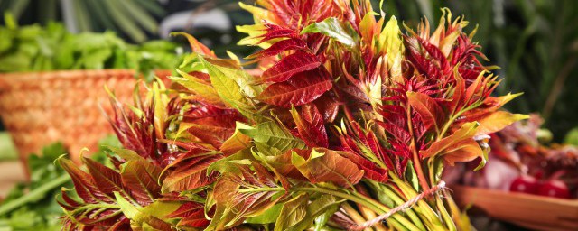 冬天阳台种植香椿可以吗 冬天阳台种植香椿行不行