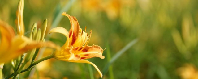 黄花常见品种有哪些 黄花常见品种简单介绍