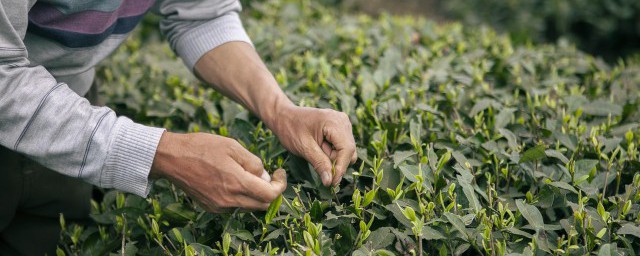 怎么辨别茶叶好坏 辨别茶叶的好坏最简单方法