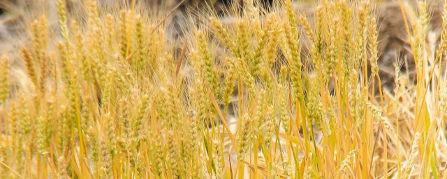 应节气什么意思 节气是怎么来的