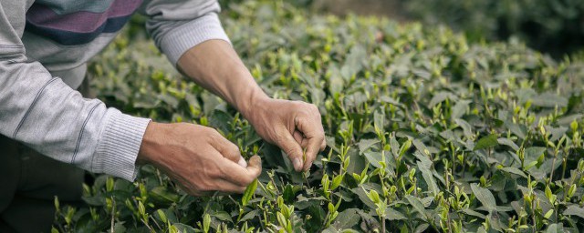 绿茶施肥方法和注意事项 绿茶怎么施肥和种植