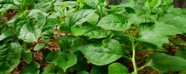 阳台木耳菜的种植方法 在阳台上怎样种植木耳菜