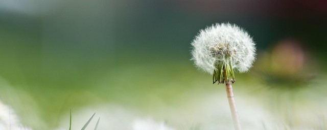 蒲公英什么时候开花的 蒲公英开花时间