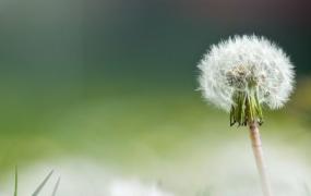 蒲公英什么时候开花的 蒲公英开花时间