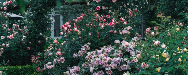 家里阳台种植月季花可以吗 家里阳台能不能种植月季花