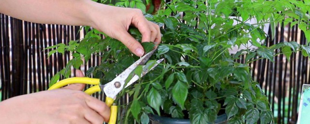 幸福树什么季节修剪 幸福树哪个季节修剪