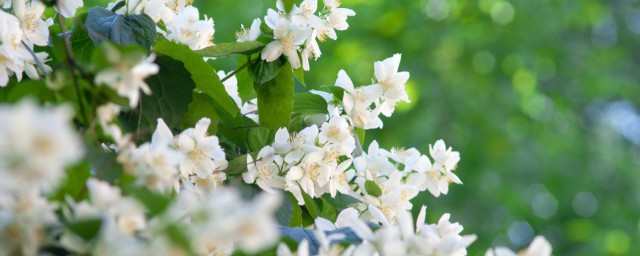 茉莉花什么季节修剪 茉莉花哪个季节修剪