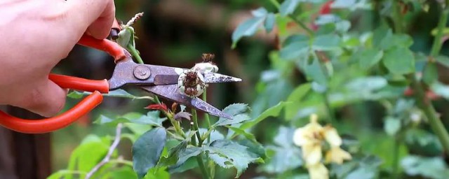 月季花什么季节修剪 月季花什么季节剪枝好