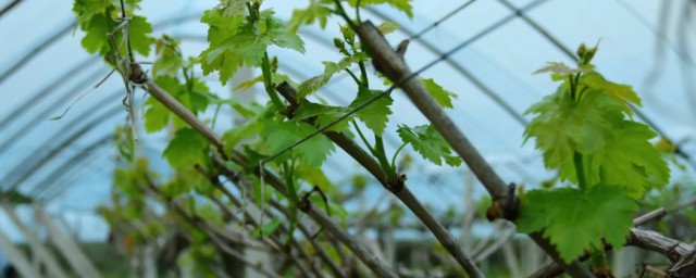 葡萄树什么季节修剪 葡萄树哪个季节修剪