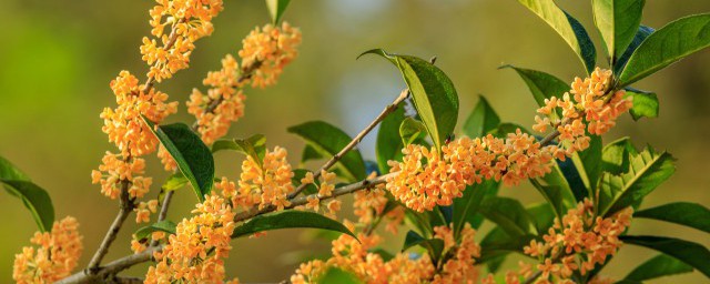 桂花什么季节修剪 桂花什么时候修剪好