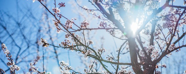 梅花什么季节修剪 梅花哪个季节修剪