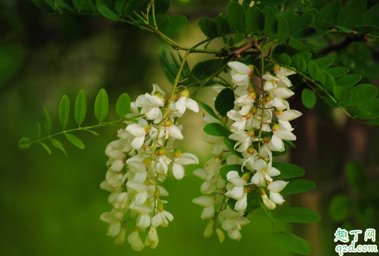 洋槐花怎么放的时间长洋槐花放哪里保存好