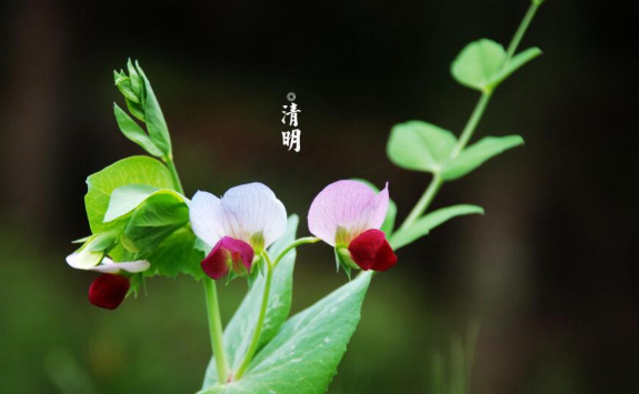 清明节在外地烧纸是当天烧还是前一天烧2