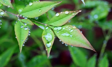 2023年南京清明节会下雨吗3