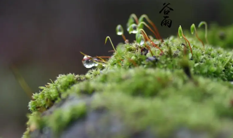 2023谷雨前后小麦需要打药吗1