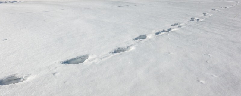 小猪在雪地里的脚印像什么