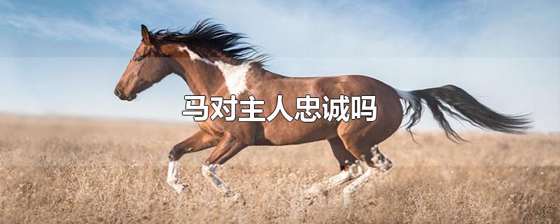 马对主人忠诚吗