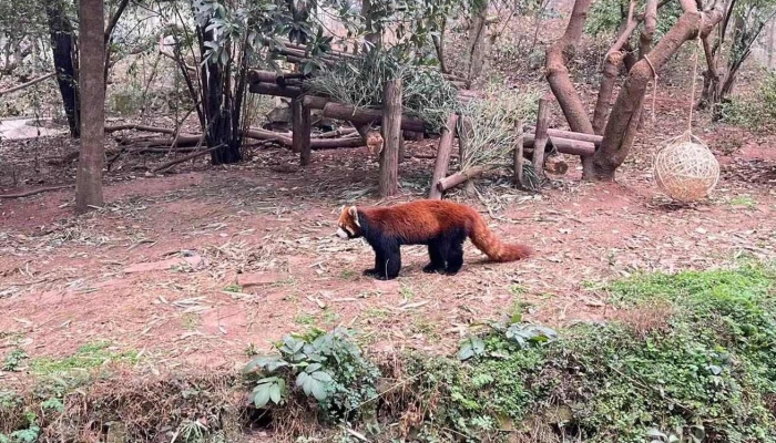 小熊猫是几级保护动物 小熊猫是不是二级保护动物