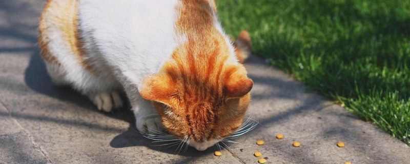 猫咪能吃柿子吗 猫不能吃的水果