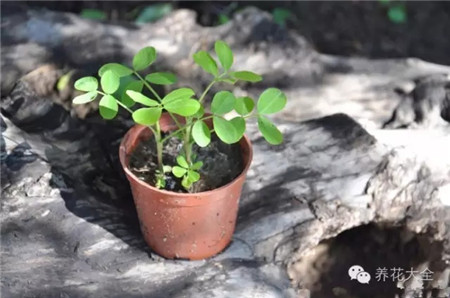 花生盆栽图片