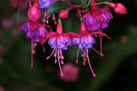 宝莲灯花