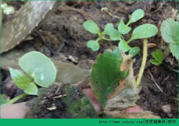 草莓怎么种？草莓阳台种植方法介绍(3)