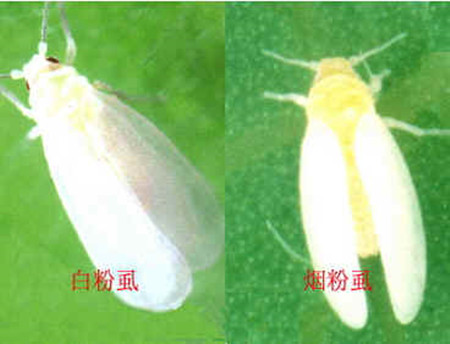 春梦殿锦常见虫害：粉虱