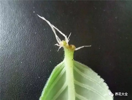 植物叶插——以大岩桐为例