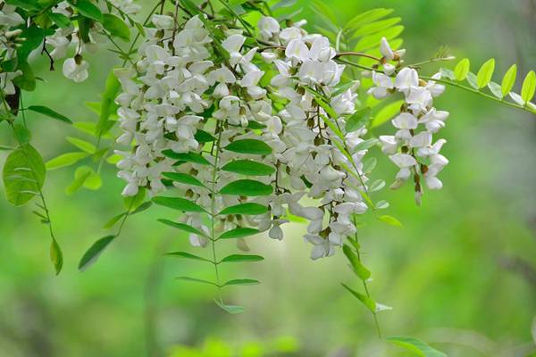 槐花茶-生活养生不可少