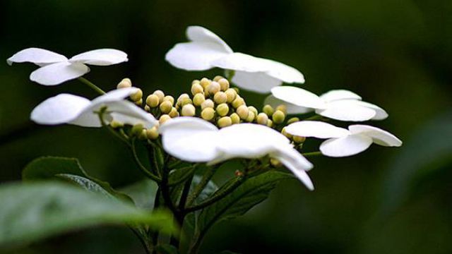 琼花的花语及传说