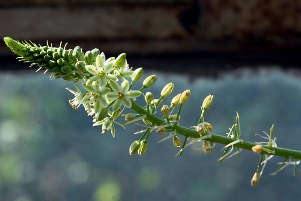 虎眼万年青的花语和传说