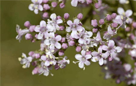 缬草植株