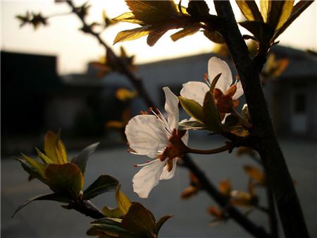 紫叶李开花图片欣赏